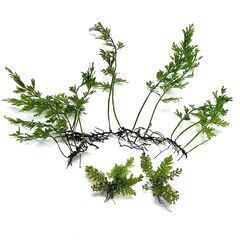 沖縄産コケシノブ科不明種　5株　山野草　湿生植物　熱帯植物　観葉植物の画像