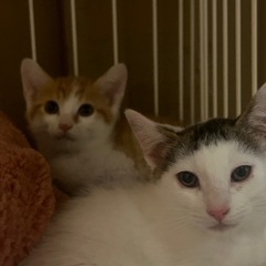 生後2ヶ月の兄弟