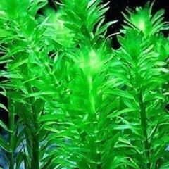 プラチナ牡丹メダカ・・可愛い稚魚　です　２５－①の画像