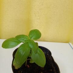 バジルの画像
