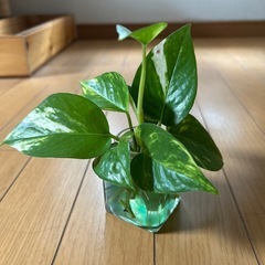 最終値下げ ポトス 100→50の画像