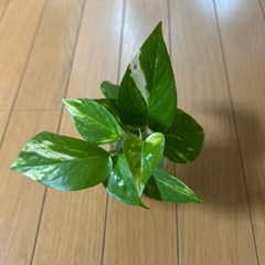 最終値下げ ポトス 100→50の画像