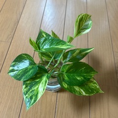 ポトスの画像