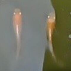 プラチナ牡丹メダカ・・可愛い稚魚　です　２５－①の画像
