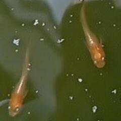 プラチナ牡丹メダカ・・可愛い稚魚　です　２５－①の画像
