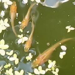 プラチナ牡丹メダカ・・可愛い稚魚　です　２５－①の画像