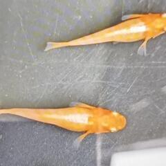 プラチナ牡丹メダカ・・可愛い稚魚　です　２５－①