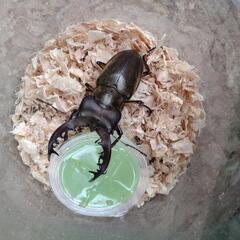 天然 ミヤマクワガタ オスの画像