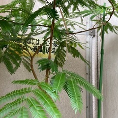 【値下げ済】エバーフレッシュ の画像