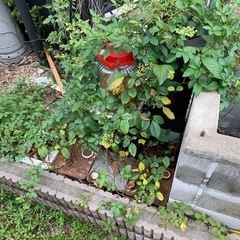 謝礼あり！車屋で使っていた、塗料など、、どなたか引き取って頂けませんか？の画像