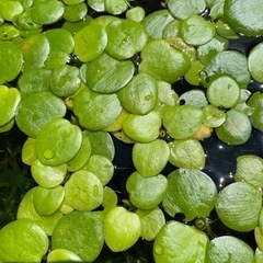 【一時中止】メダカの浮き草2の画像