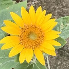 楽しくやり取りしませんか☆彡