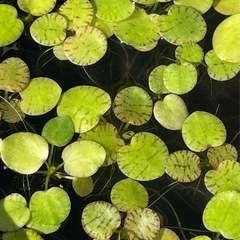 ゴールドバックシュリンプ &　水草　