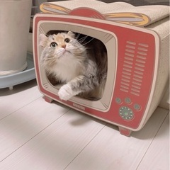 成猫アメリカンカール・メス　優しい家族を探してます🐈