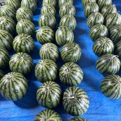 🍉スイカ🍉第2回《7/22追記》