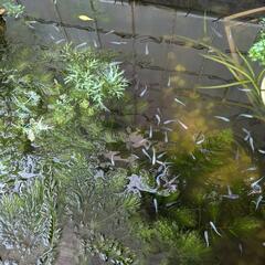 （再開）めだかの稚魚、卵、マツモ