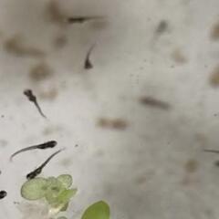 （再開）めだかの稚魚、卵、マツモの画像