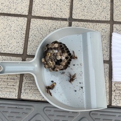 福山市、蜂の巣駆除致します！個人です。