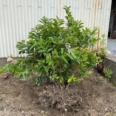 ヒサカキの木　榊　植木　植物　ガーデニング　庭　畑　奈良県橿原市