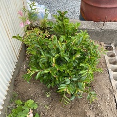 ヒサカキの木　榊　植木　植物　ガーデニング　庭　畑　奈良県橿原市の画像