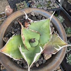 アガベ　ノーネーム　の画像