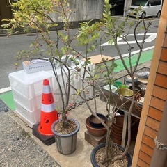 ☆お買い得☆ブルーベリー2本セット売り☆の画像