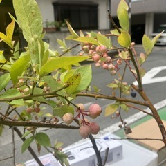 ☆お買い得☆ブルーベリー2本セット売り☆の画像