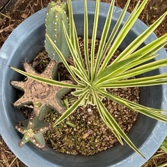 アロイフォリア寄せ植えセットの画像