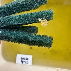 サタン 鰭長オロチ メダカ5匹繁殖セットの画像