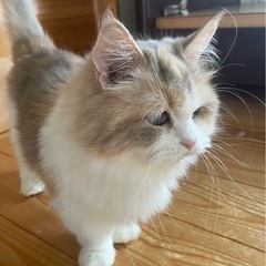 甘えん坊のパステルマンチさん☆サリー
