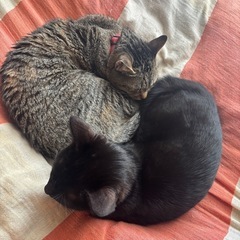 猫が好きな方