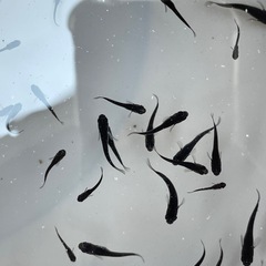 メダカ　ブラックダイヤ 小　２０匹　セット　予約可能の画像