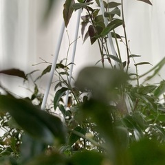 観葉植物 ブライダルベール バゲット　ハンギングタイプ　5号鉢 の画像