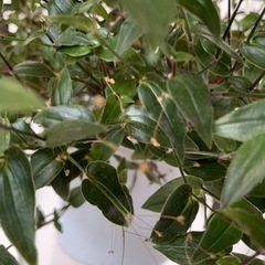 観葉植物 ブライダルベール バゲット　ハンギングタイプ　5号鉢 の画像
