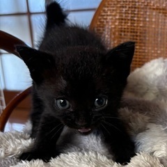 可愛い黒猫の姉妹🩷トライアル中です🐈‍⬛