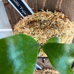 ビカクシダ　板付け　P.hillii Fujin　の画像