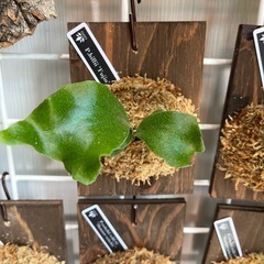 ビカクシダ　板付け　P.hillii Fujin　の画像