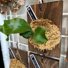 ビカクシダ　板付け　P.hillii Fujin　の画像