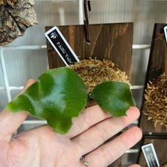 ビカクシダ　板付け　P.hillii Fujin　の画像