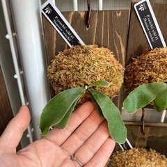 ビカクシダ　板付け　P.veitchii wild #1 Monster veitchiiの画像