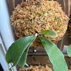 ビカクシダ　板付け　P.veitchii wild #1 Monster veitchiiの画像