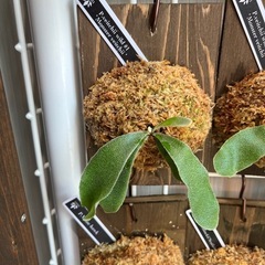 ビカクシダ　板付け　P.veitchii wild #1 Monster veitchiiの画像