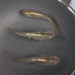 【橙・３匹】メダカ 成魚【大分市手渡し】めだかの画像