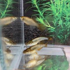 【橙・３匹】メダカ 成魚【大分市手渡し】めだかの画像