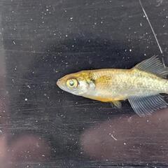 【橙・３匹】メダカ 成魚【大分市手渡し】めだかの画像