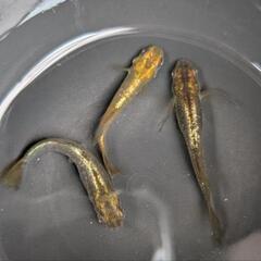 【橙・３匹】メダカ 成魚【大分市手渡し】めだかの画像