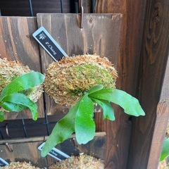 ビカクシダ　板付け　P.changの画像