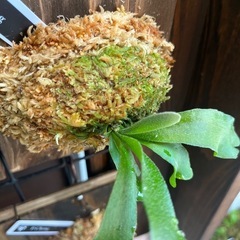 ビカクシダ　板付け　P.changの画像