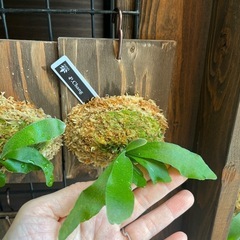 ビカクシダ　板付け　P.changの画像