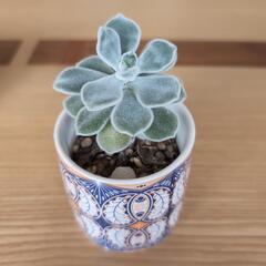 多肉植物　フロスティ　綴化の画像
